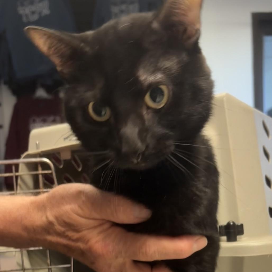 Enlarge Rocking Chair, a Adoptable Domestic Short Hair in St. Paul, MN image 6/6