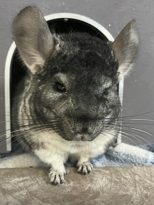 Enlarge Chilly, a Adoptable Chinchilla in Novato, CA image 1/2