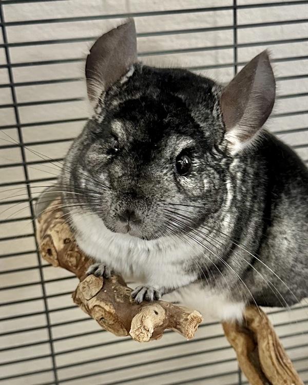 Enlarge Chilly, a Adoptable Chinchilla in Novato, CA image 2/2