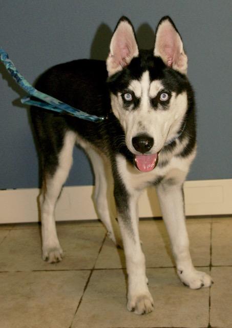 Seeley, a Adoptable mixed breed in Englewood, FL image 1/4