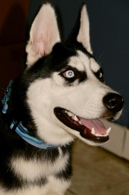 Seeley, a Adoptable mixed breed in Englewood, FL image 3/4