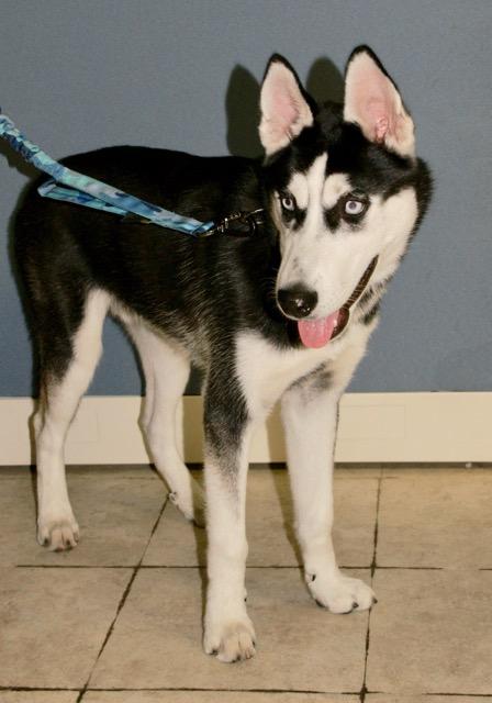 Seeley, a Adoptable mixed breed in Englewood, FL image 2/4