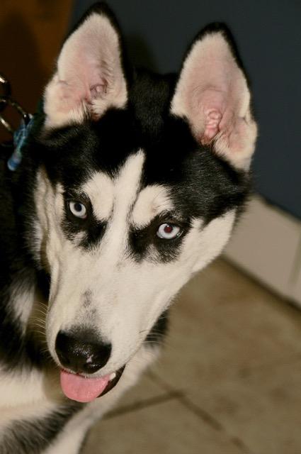 Seeley, a Adoptable mixed breed in Englewood, FL image 4/4