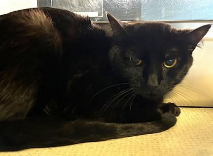 Archer- BONDED TO WALTER, Adoptable, Adult Male Domestic Short Hair.