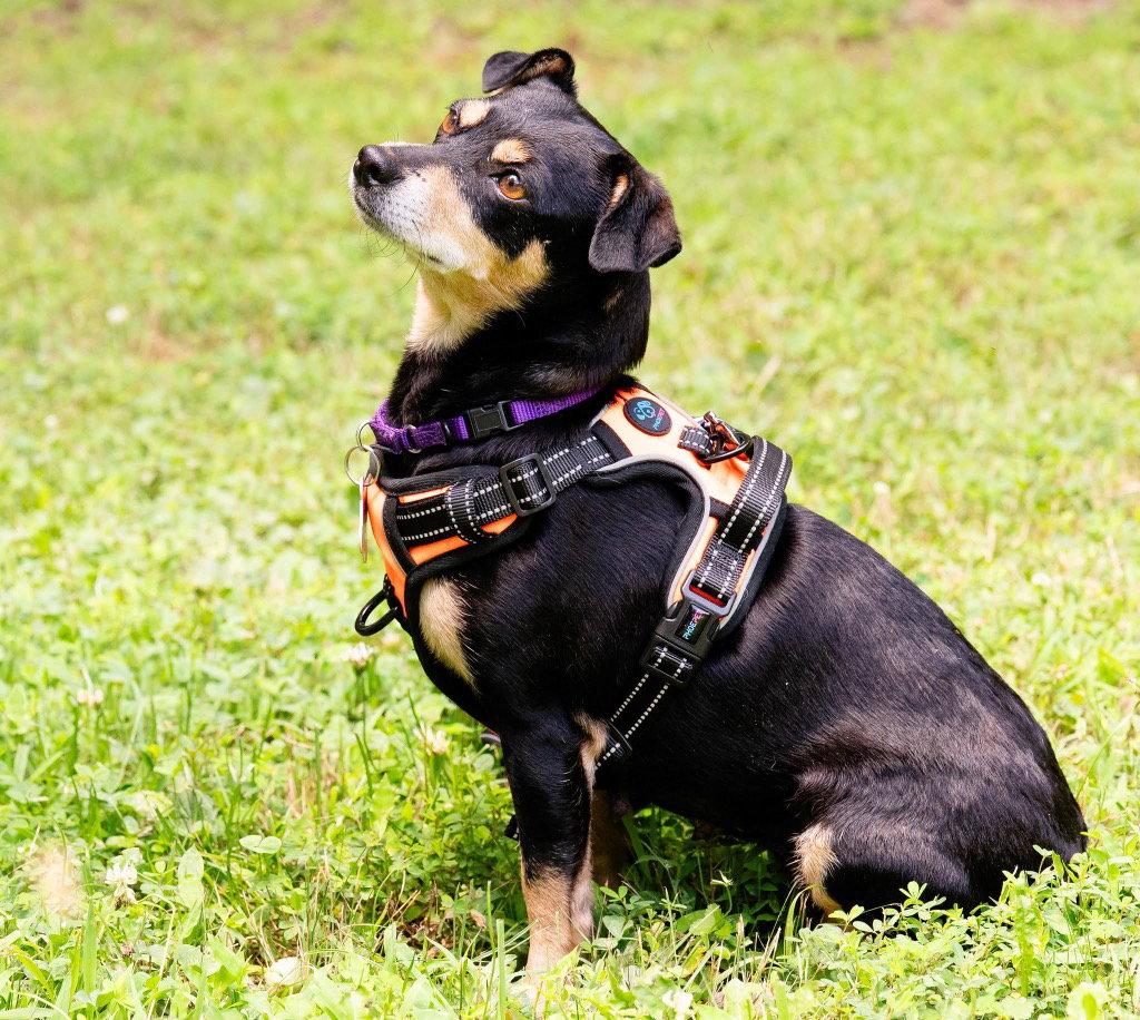 Maple, Adoptable, Adult Female Chihuahua & Terrier.