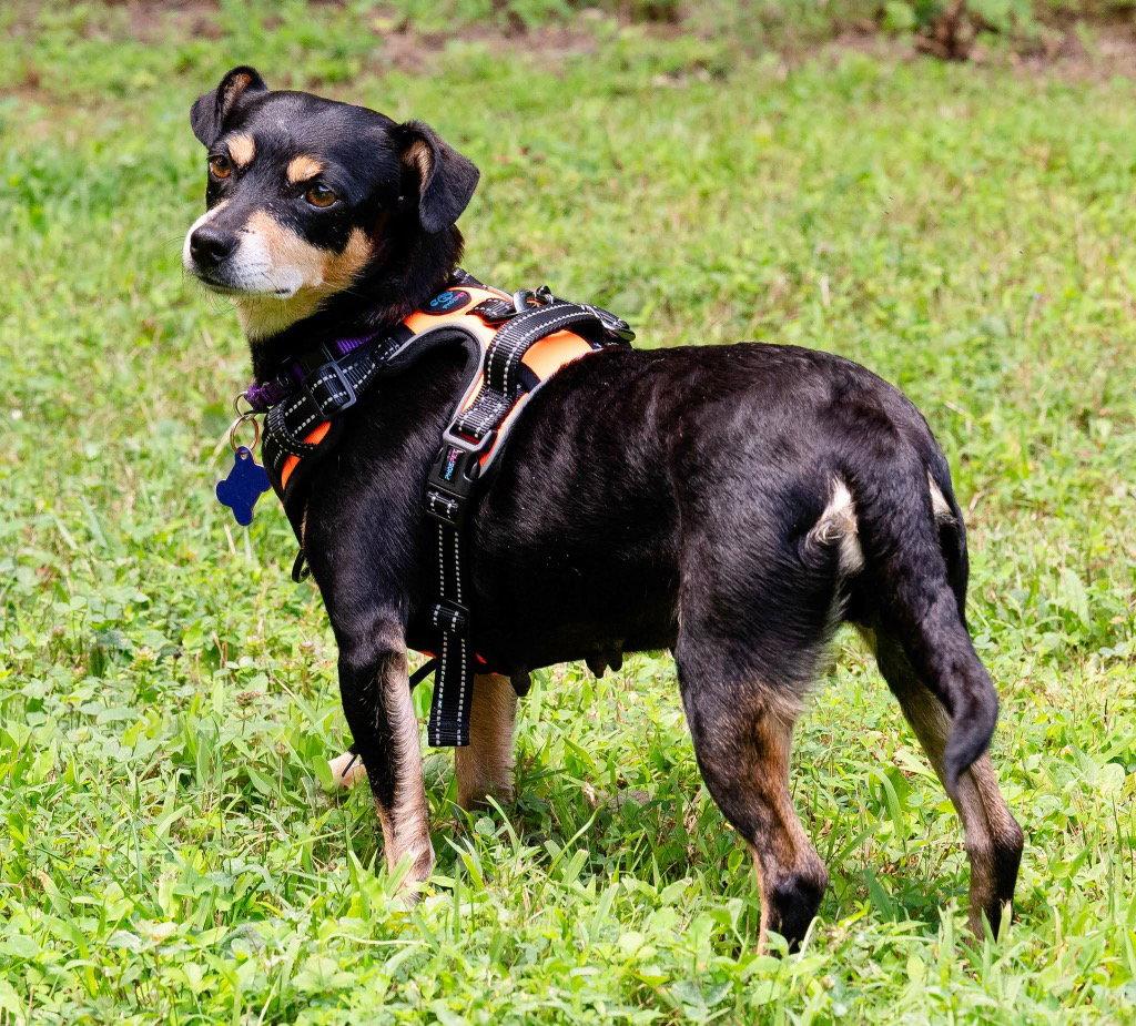 Maple, a Adoptable mixed breed in Ellijay, GA image 2/3
