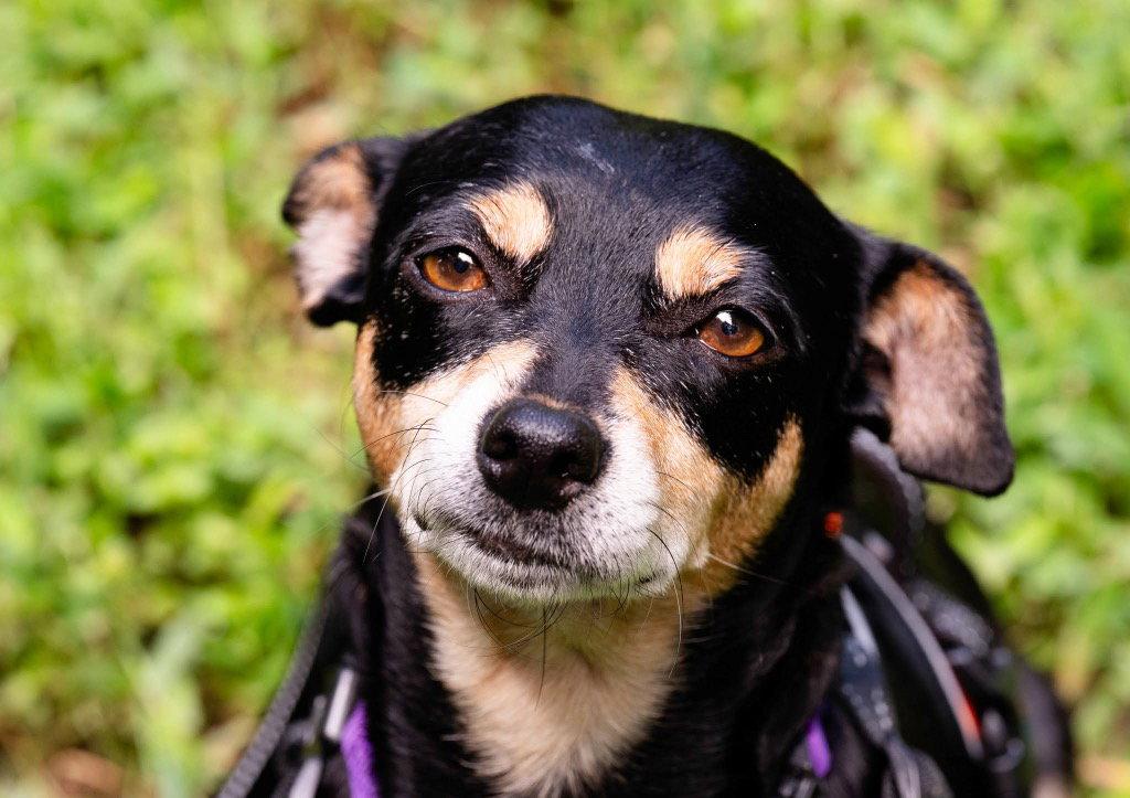 Maple, a Adoptable mixed breed in Ellijay, GA image 3/3