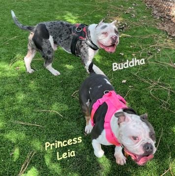 Enlarge Buddha and Princess Leia, a Adoptable mixed breed in St. Petersburg, FL image 3/6