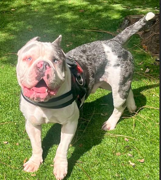 Buddha and Princess Leia, Adoptable, Young Female English Bulldog & French Bulldog.