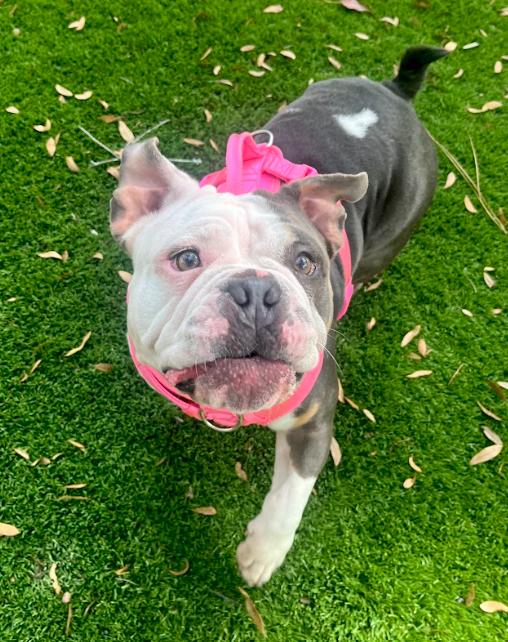 Enlarge Buddha and Princess Leia, a Adoptable mixed breed in St. Petersburg, FL image 2/6