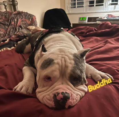 Enlarge Buddha and Princess Leia, a Adoptable mixed breed in St. Petersburg, FL image 5/6