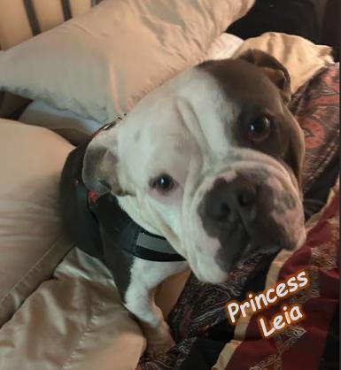 Enlarge Buddha and Princess Leia, a Adoptable mixed breed in St. Petersburg, FL image 6/6