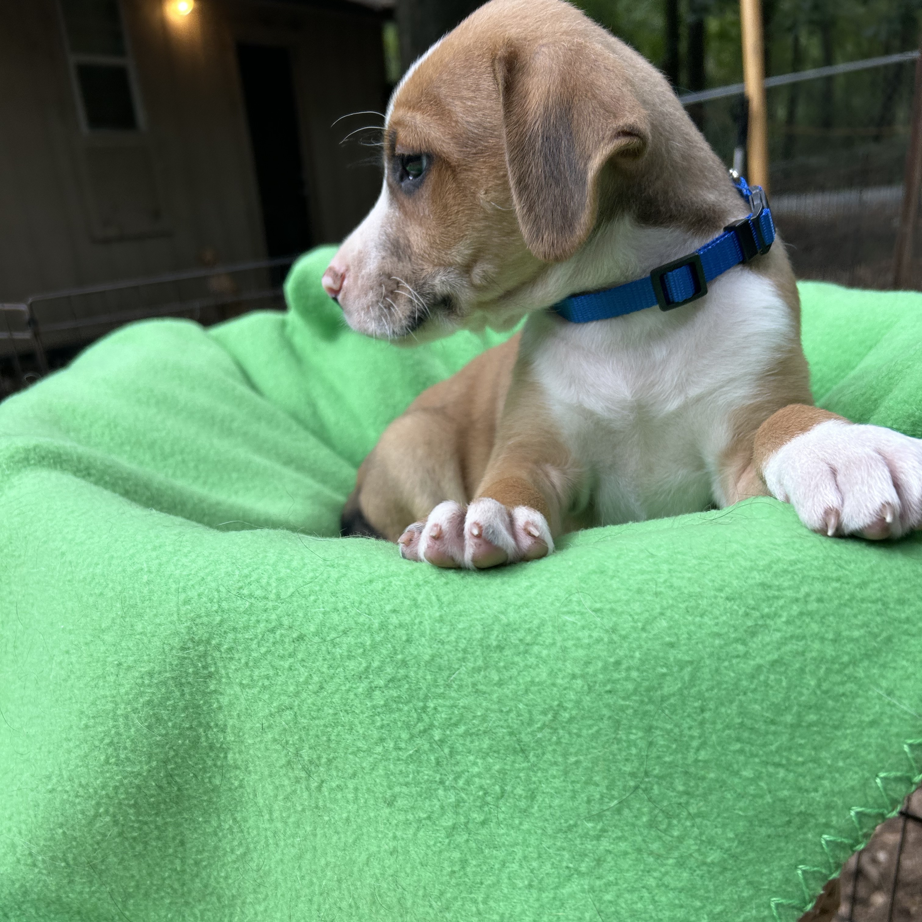 Dog for adoption Dooley, a Yellow Labrador Retriever Mix in Rockford