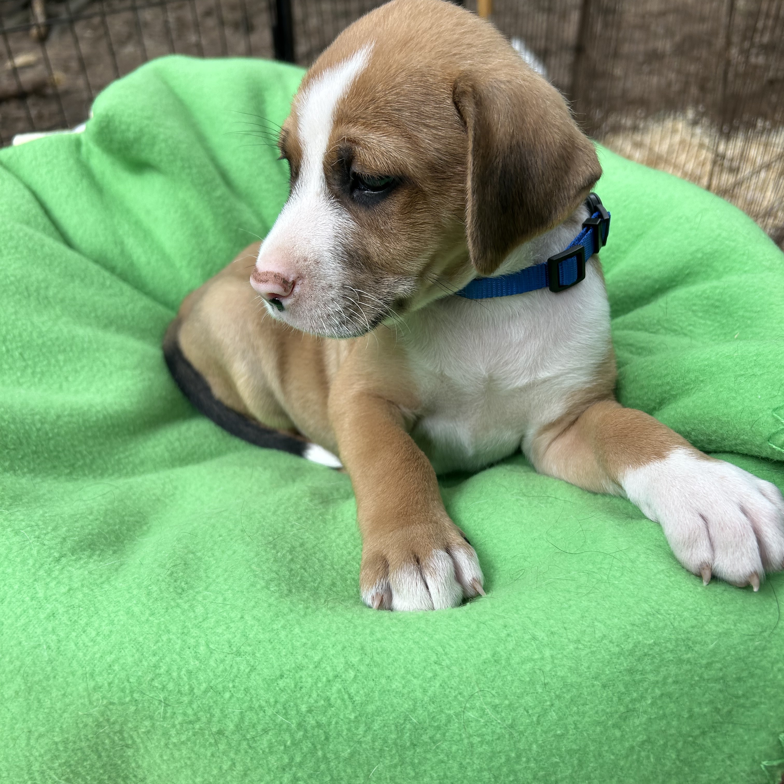 Dog for adoption Dooley, a Yellow Labrador Retriever Mix in Rockford