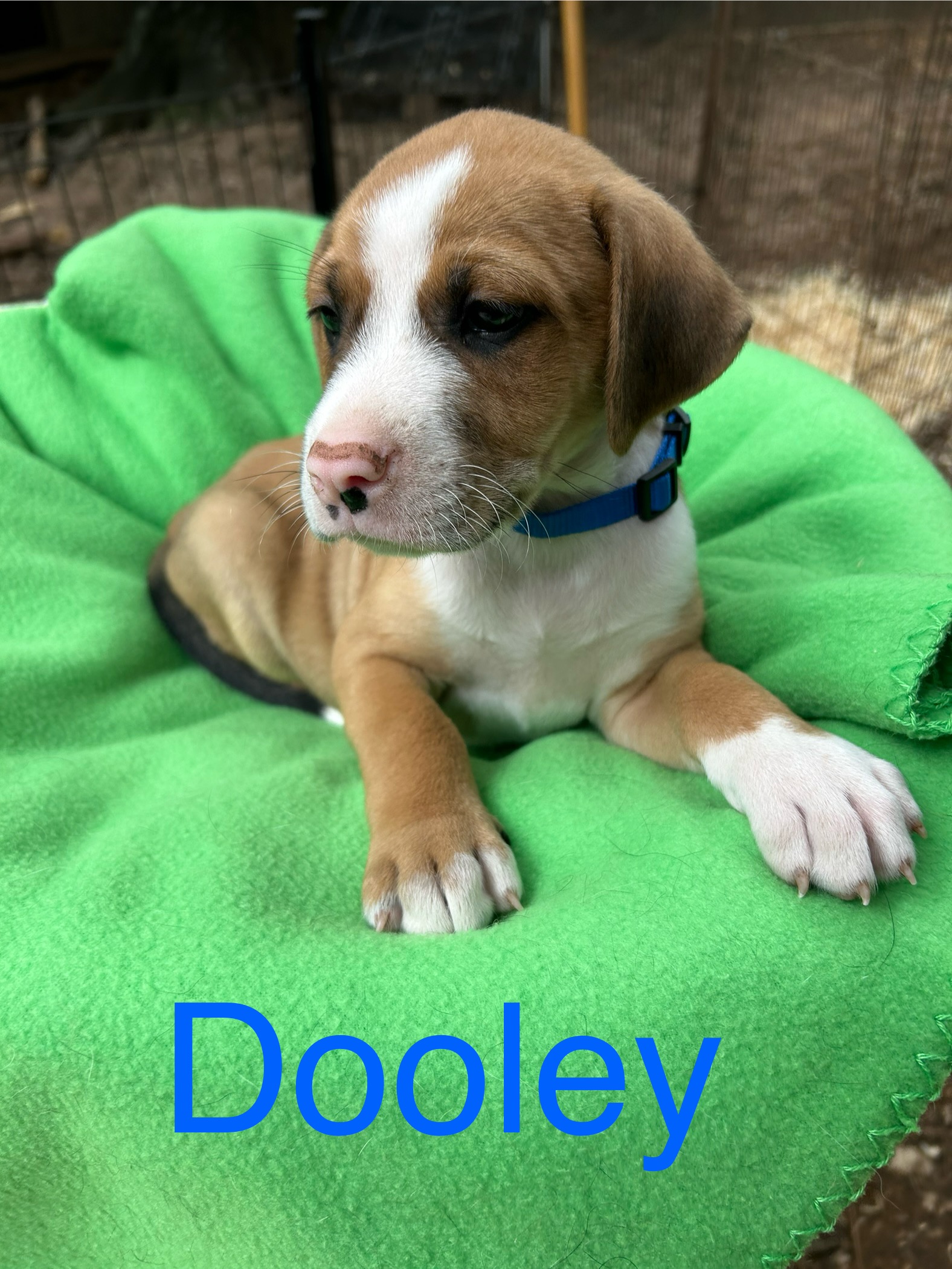 Dog for adoption Dooley, a Yellow Labrador Retriever Mix in Rockford