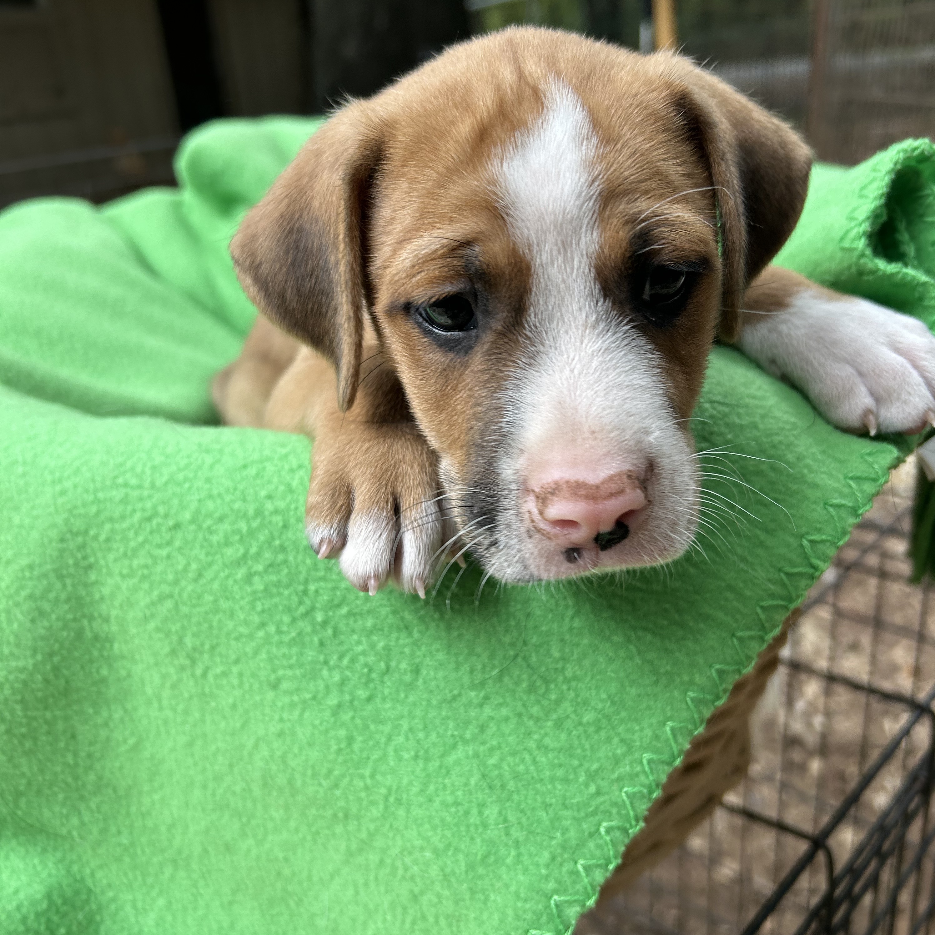 Dog for adoption Dooley, a Yellow Labrador Retriever Mix in Rockford
