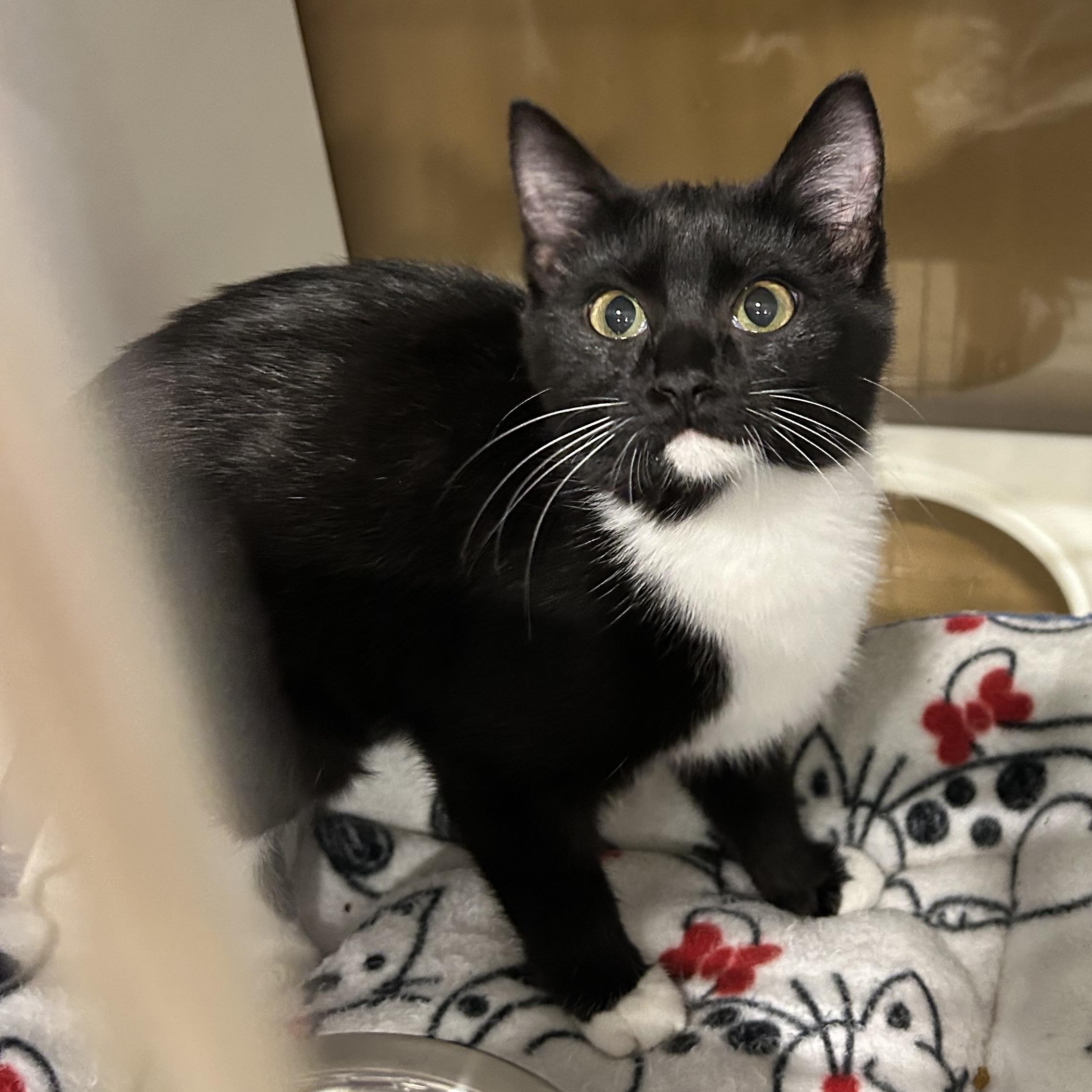 Enlarge Windy, a Adoptable mixed breed in Fort Oglethorpe, GA image 2/5