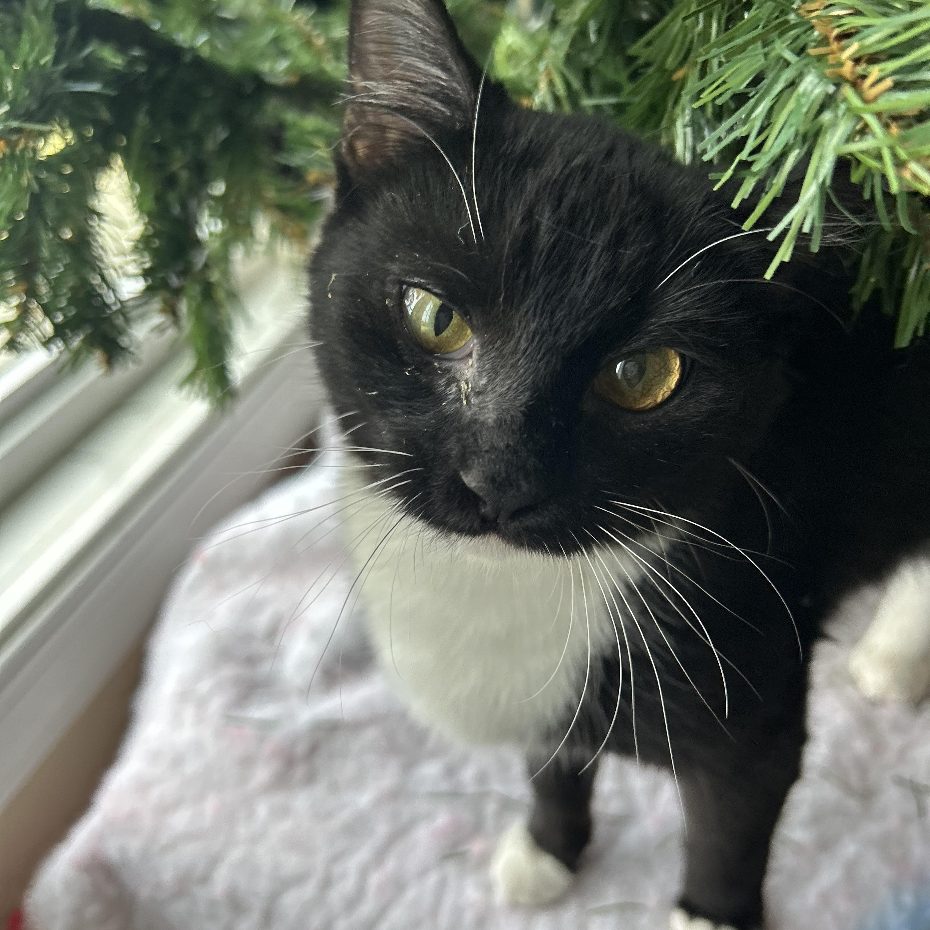 Enlarge Windy, a Adoptable mixed breed in Fort Oglethorpe, GA image 5/5