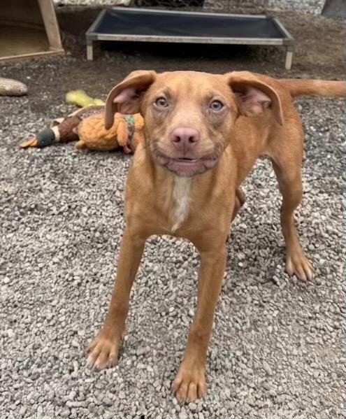 Rocky, a Adoptable Hound in Rutherfordton, NC image 1/2