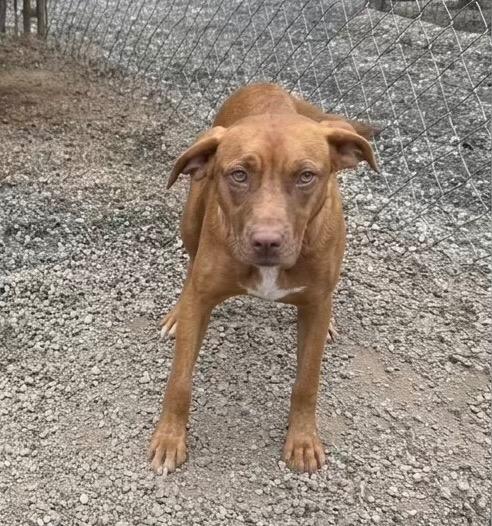 Rocky, a Adoptable Hound in Rutherfordton, NC image 2/2