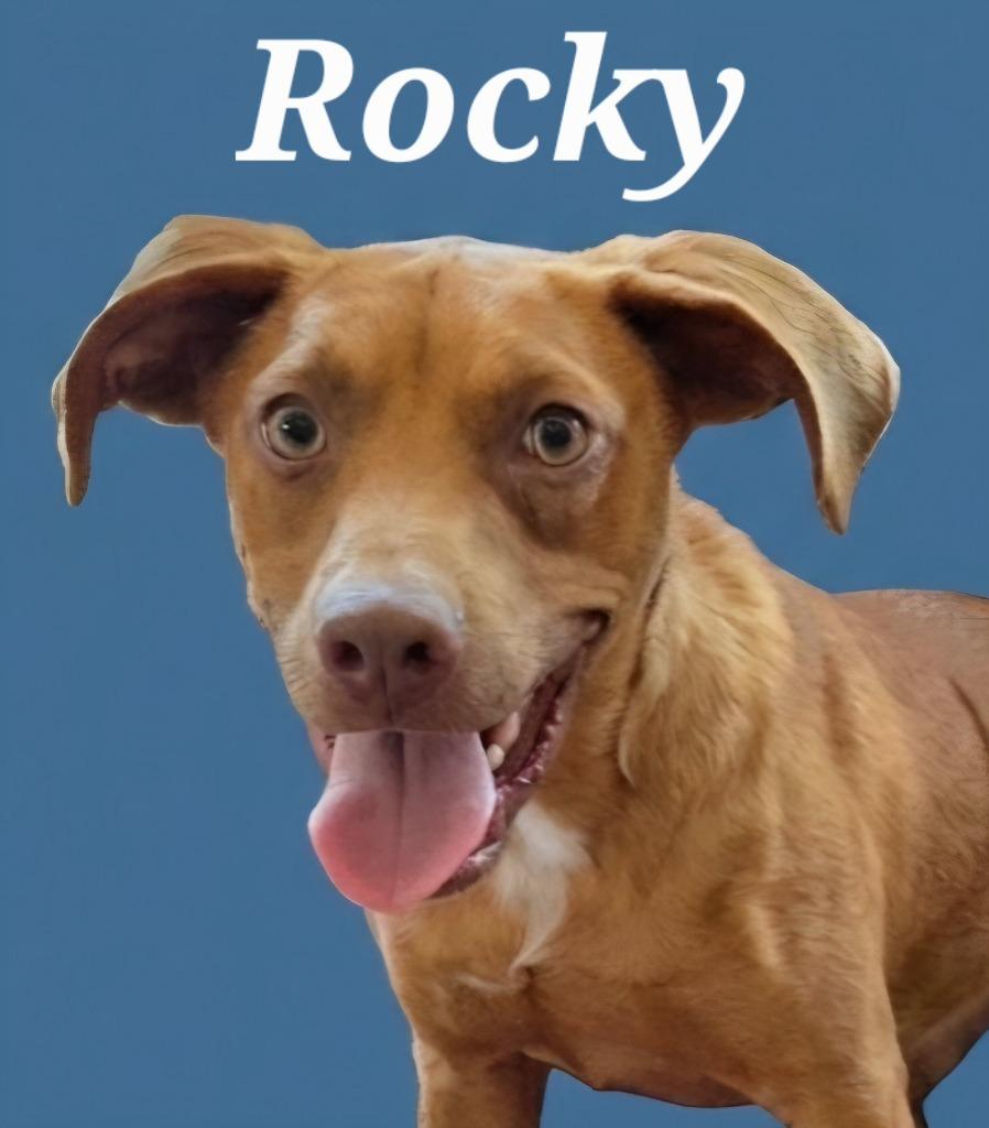 Enlarge Rocky, a Adoptable mixed breed in Rutherfordton, NC image 6/6