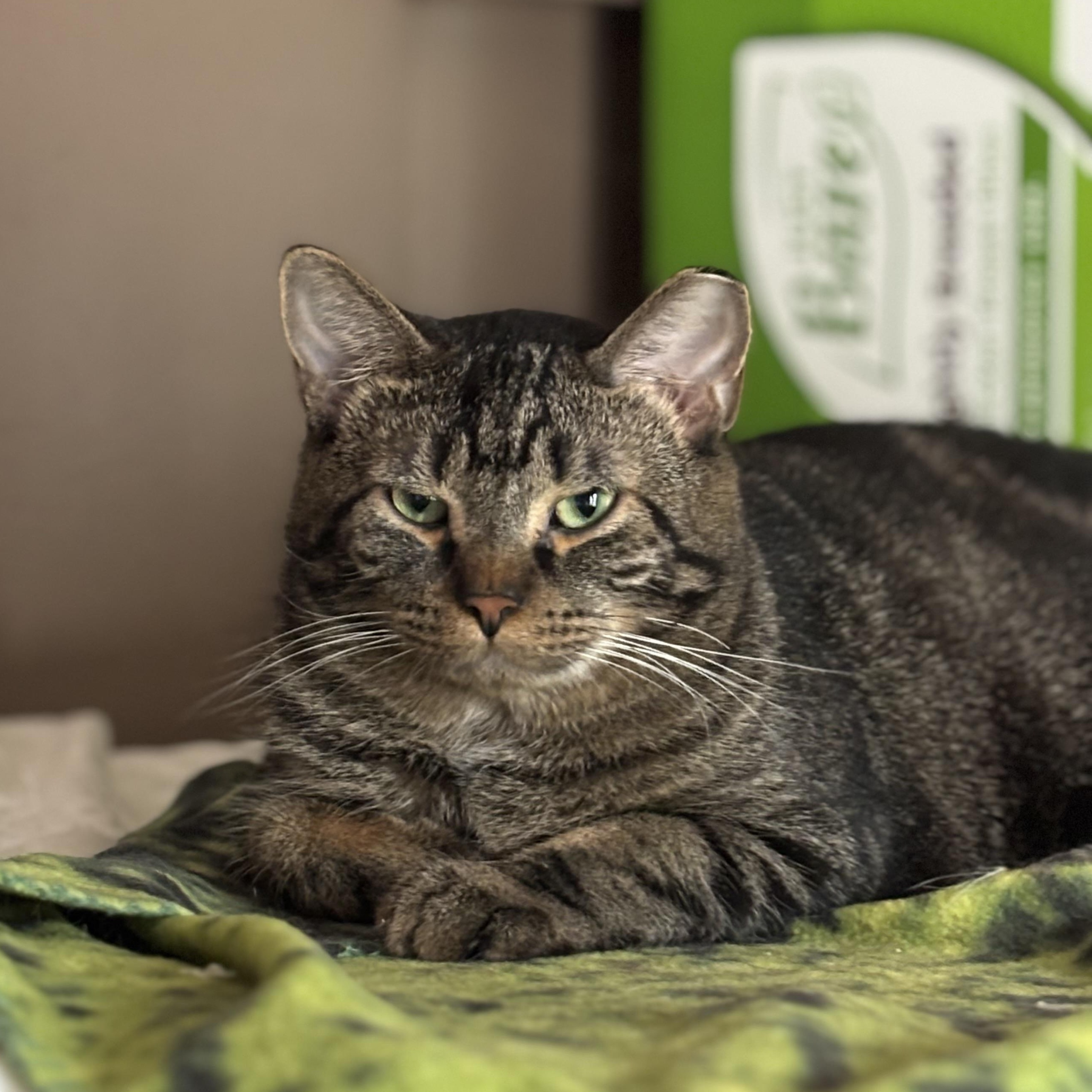 Enlarge Winter, a ADOPTABLE Domestic Short Hair in Pittsburgh, PA image 1/5