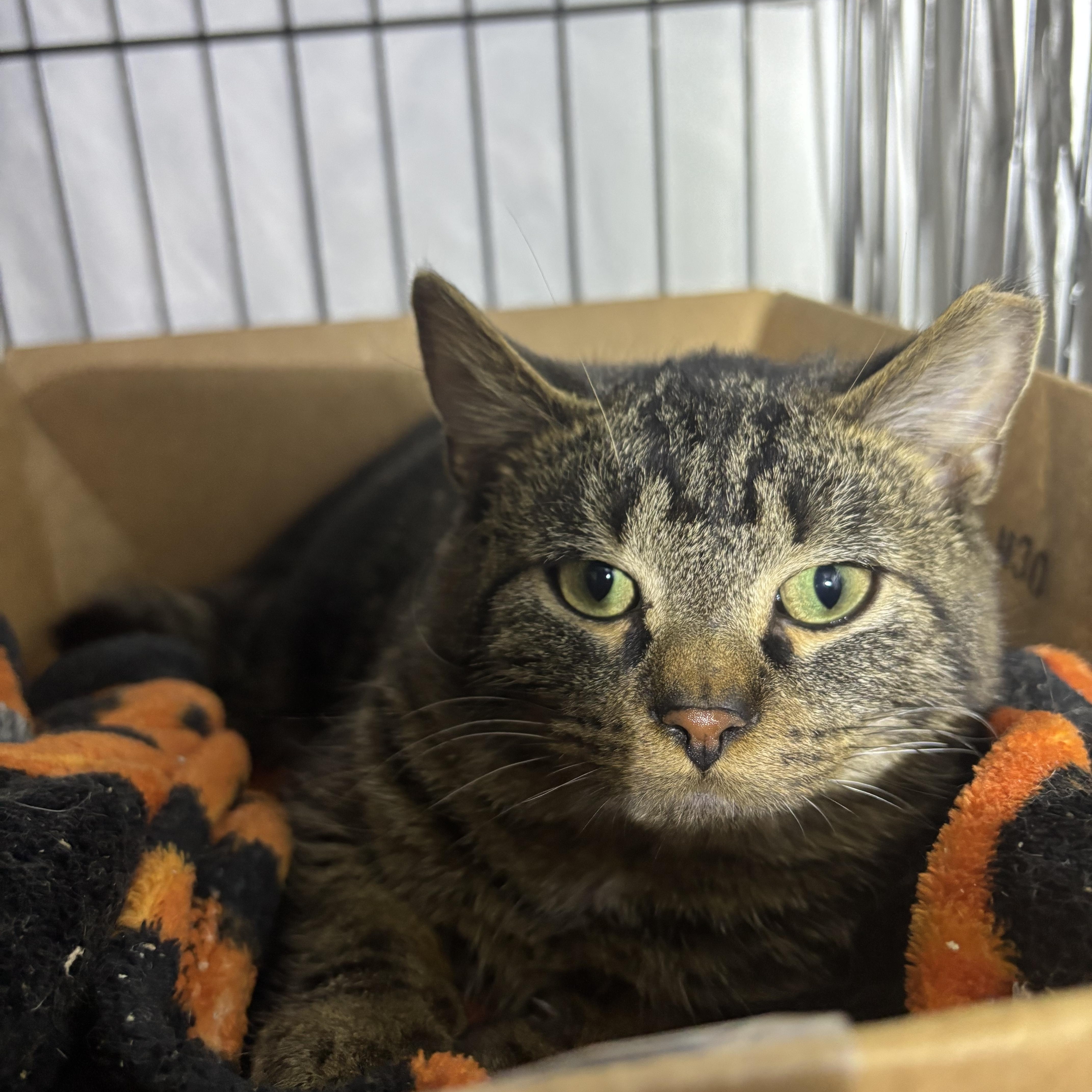 Enlarge Winter, a ADOPTABLE Domestic Short Hair in Pittsburgh, PA image 1/2