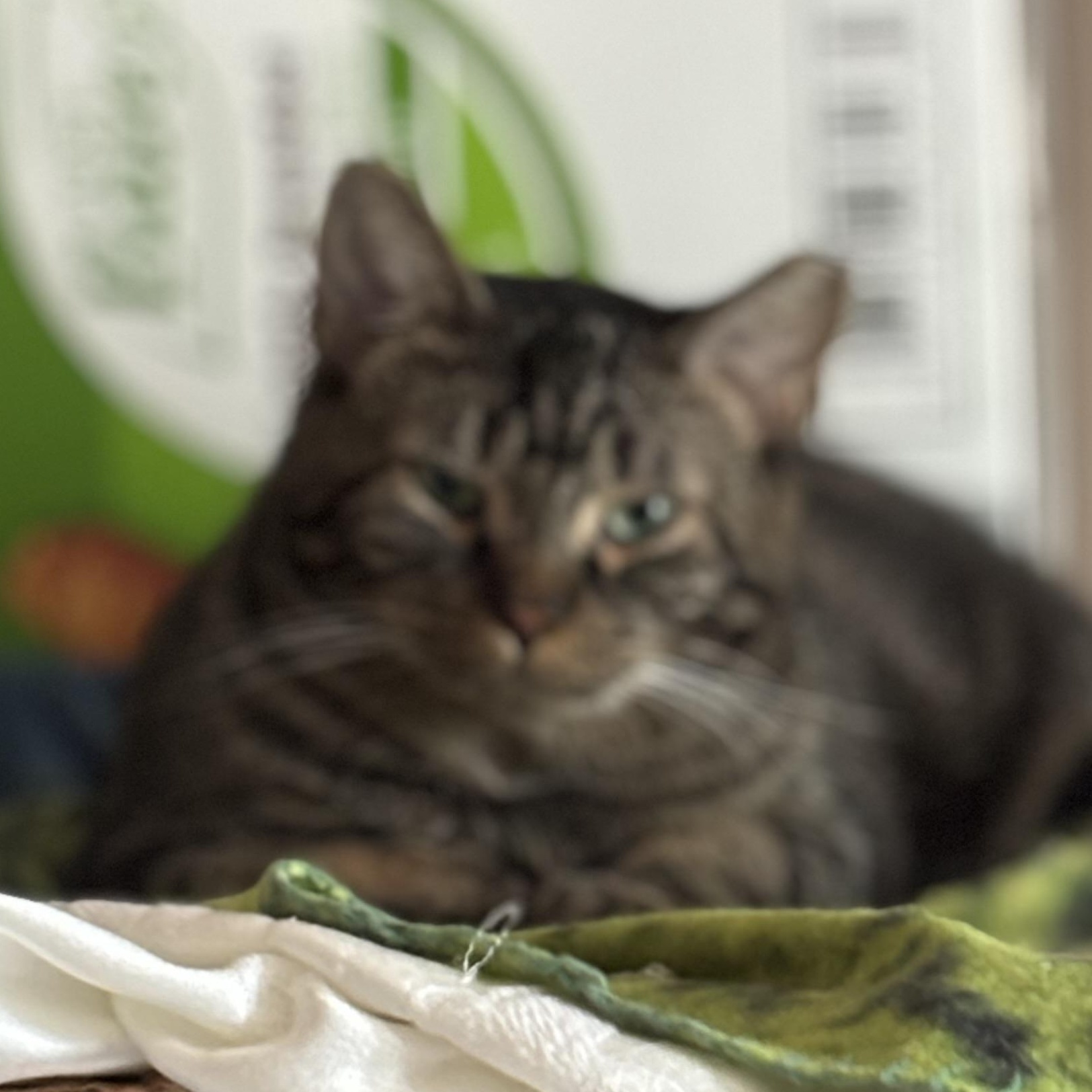 Enlarge Winter, a ADOPTABLE Domestic Short Hair in Pittsburgh, PA image 5/5