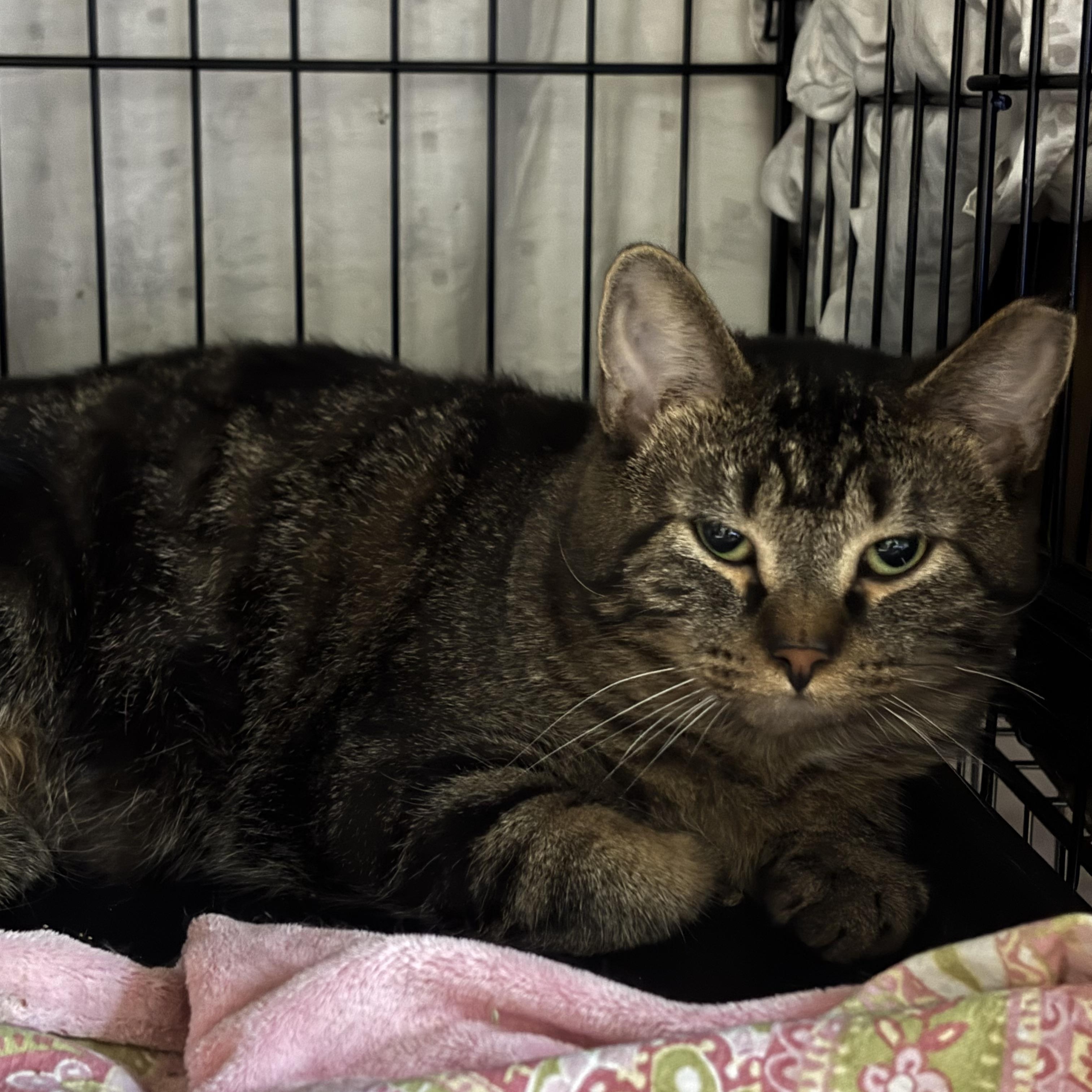 Enlarge Winter, a ADOPTABLE Domestic Short Hair in Pittsburgh, PA image 3/5