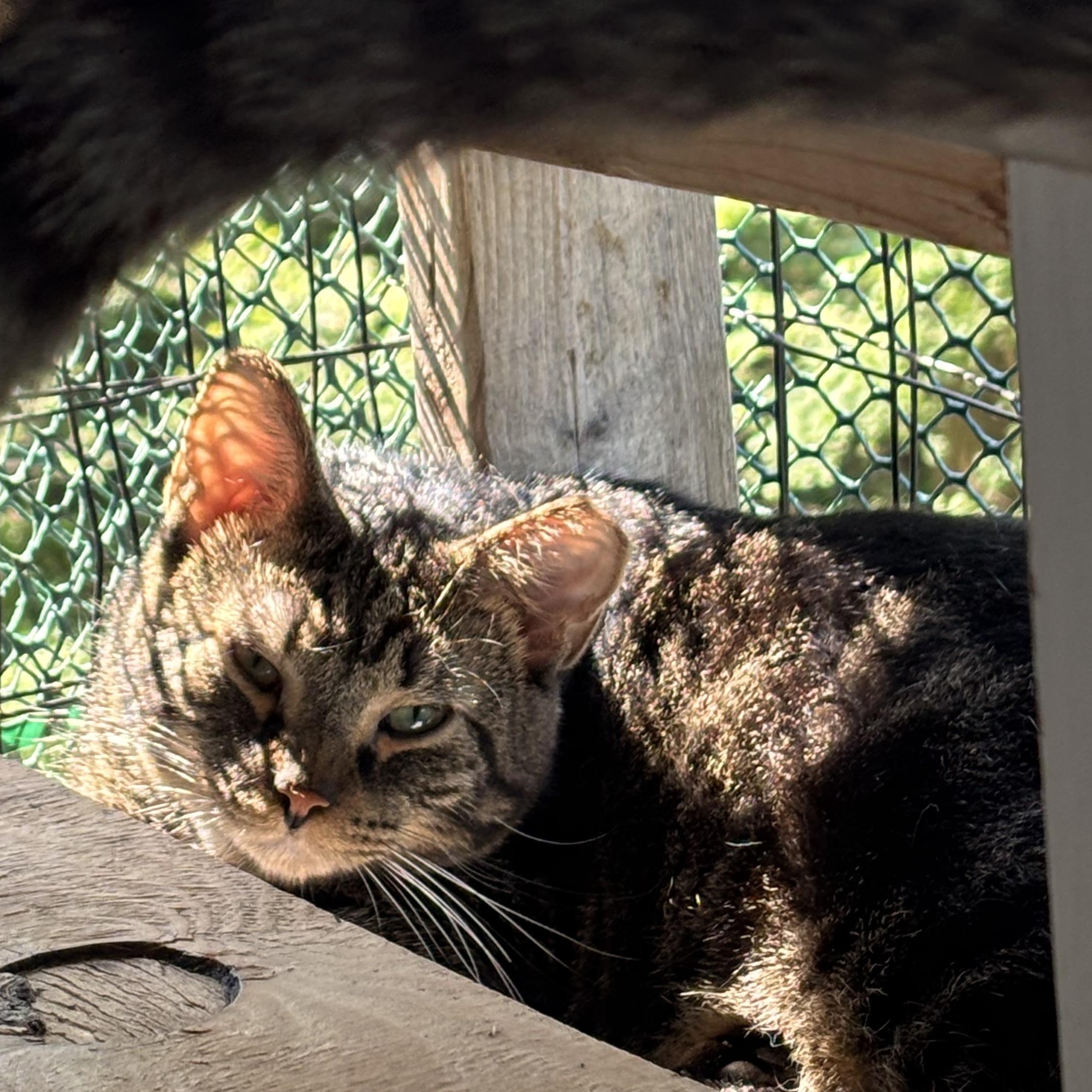 Winter, ADOPTABLE, Young Male Domestic Short Hair.