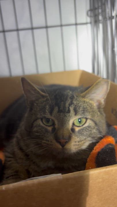 Enlarge Winter, a ADOPTABLE Domestic Short Hair in Pittsburgh, PA video 2/2