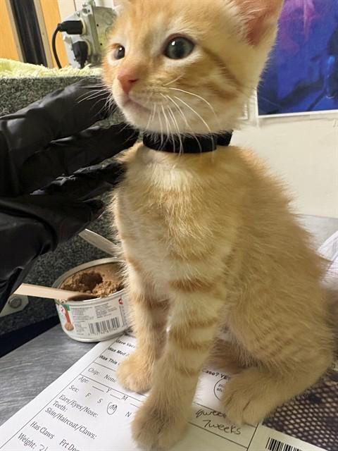 SEBASTIAN, Adoptable, Kitten Male Domestic Short Hair.