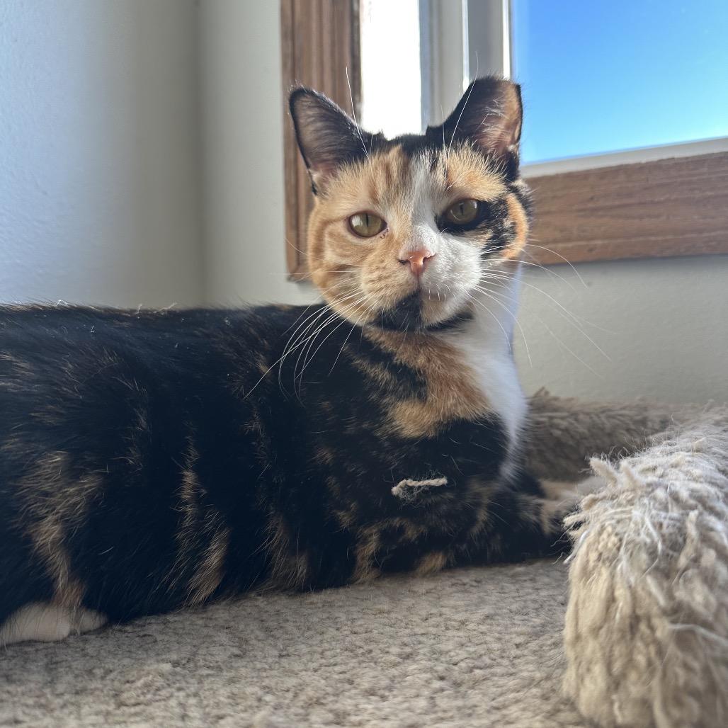 Bloom, Adoptable, Young Female Domestic Short Hair.