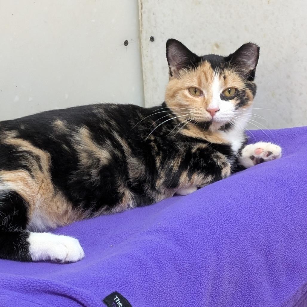 Bloom, a Adoptable Domestic Short Hair in Milford, IA image 1/5