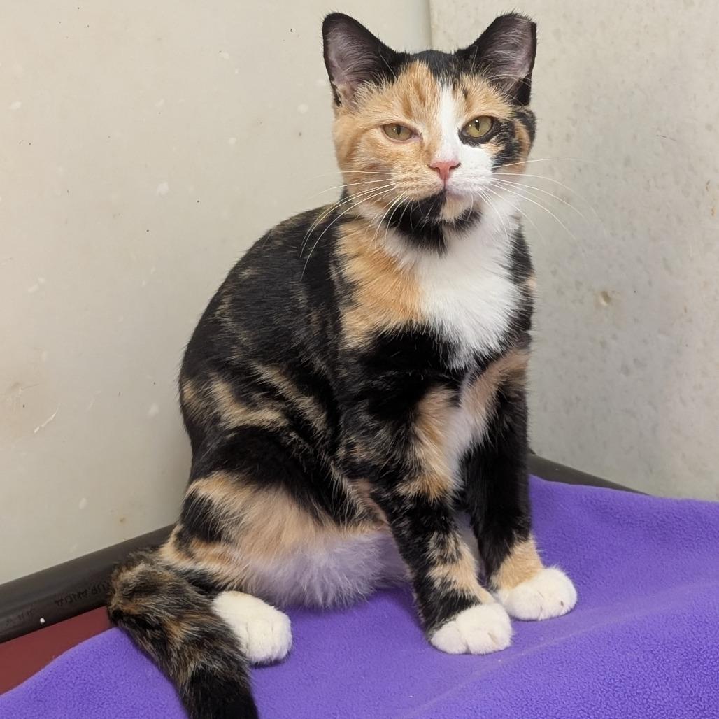 Bloom, a Adoptable Domestic Short Hair in Milford, IA image 2/5