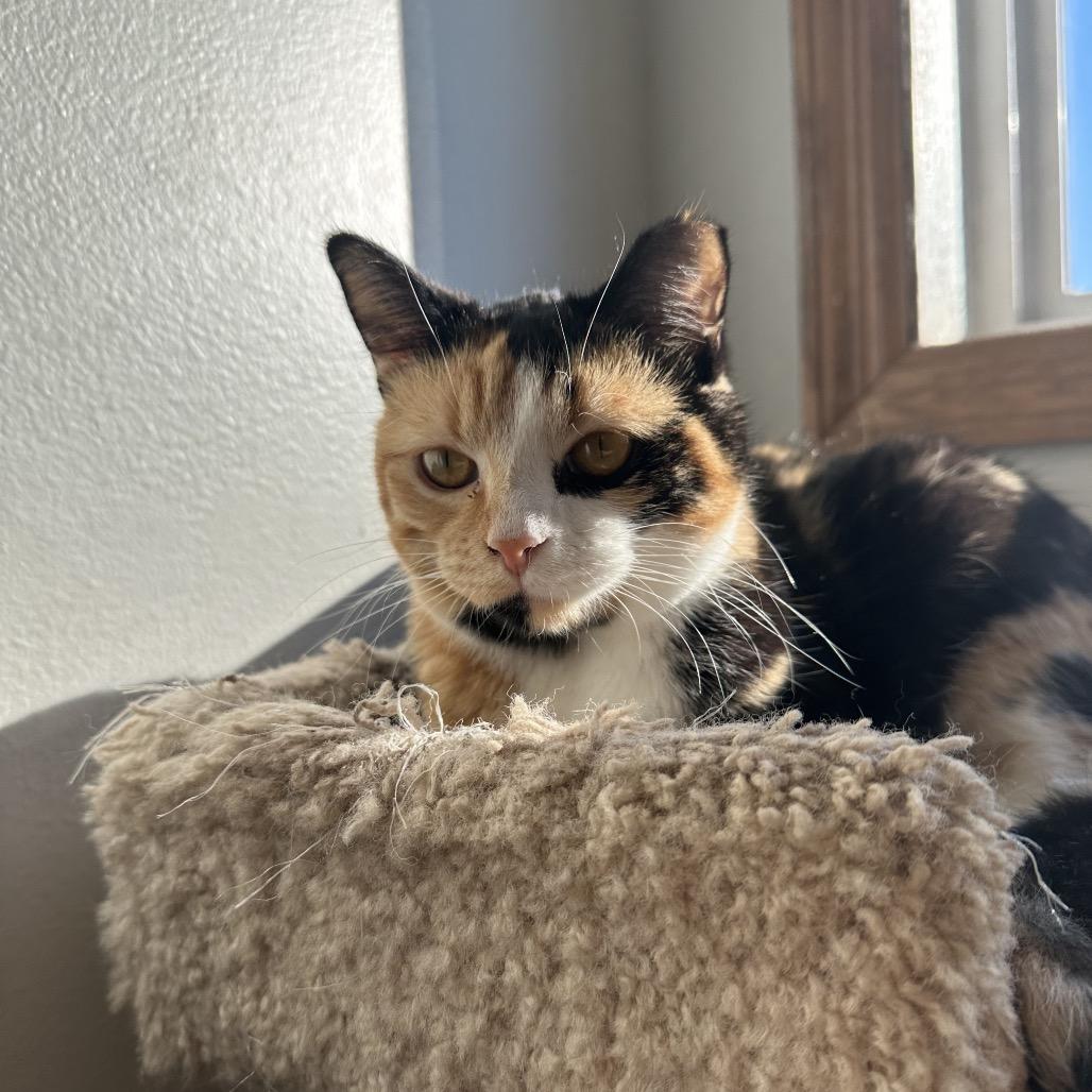 Enlarge Bloom, a Adoptable Domestic Short Hair in Milford, IA image 4/6