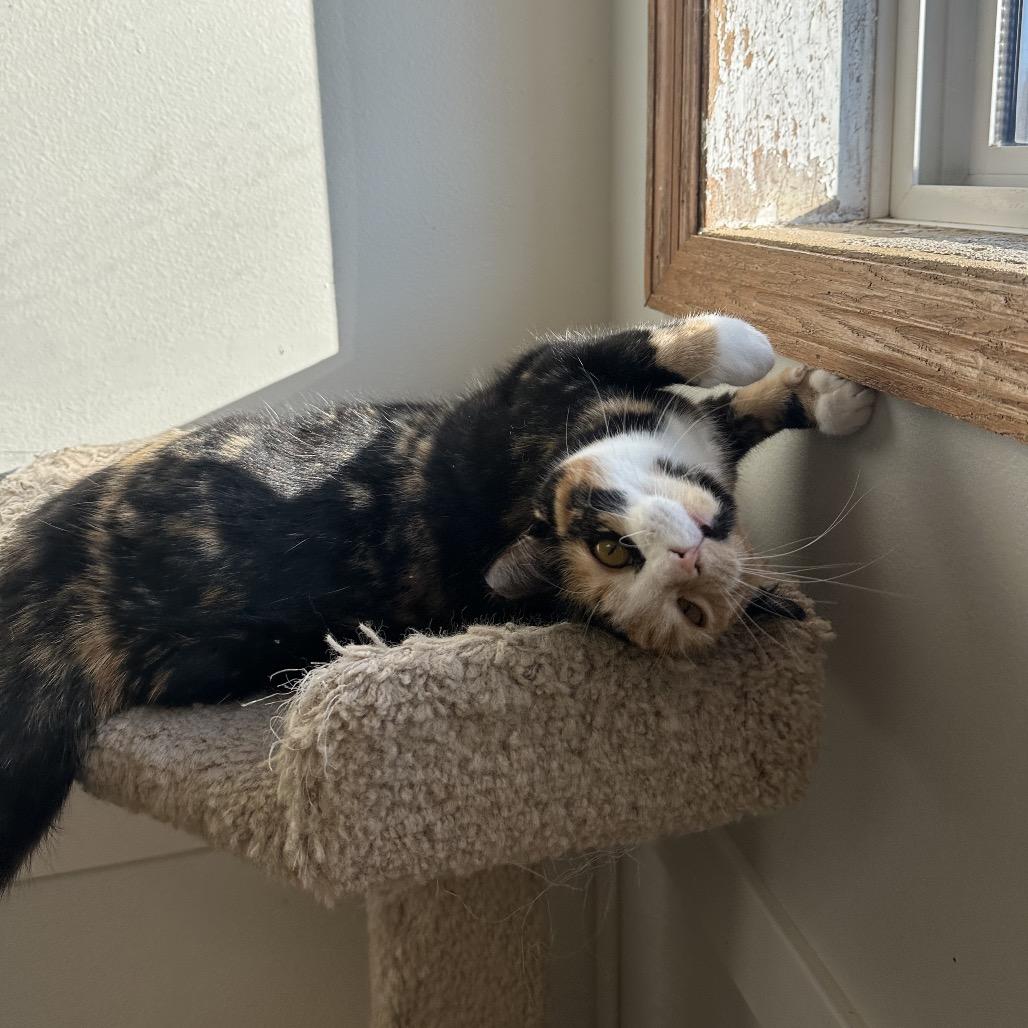 Enlarge Bloom, a Adoptable Domestic Short Hair in Milford, IA image 5/6