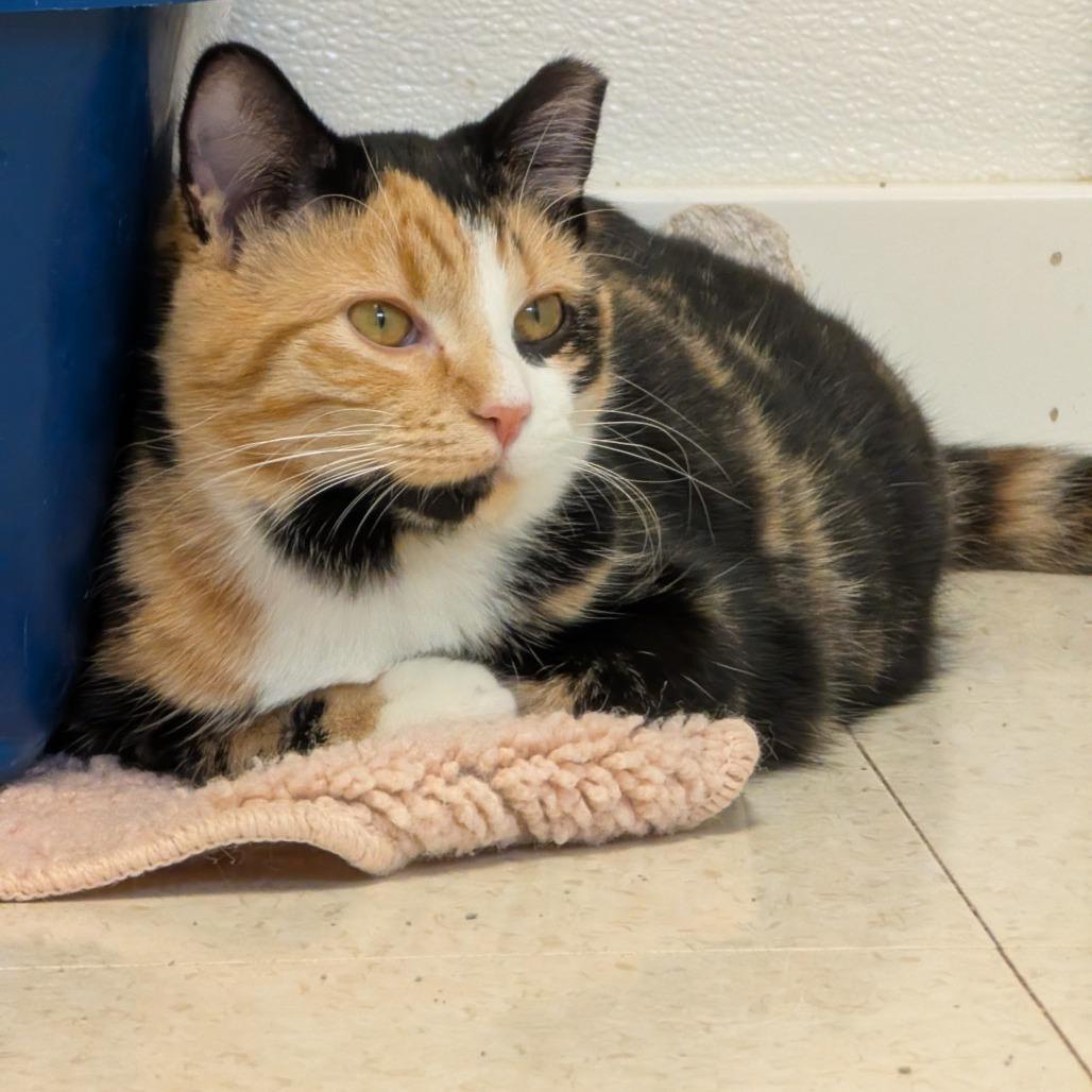 Bloom, a Adoptable Domestic Short Hair in Milford, IA image 3/5