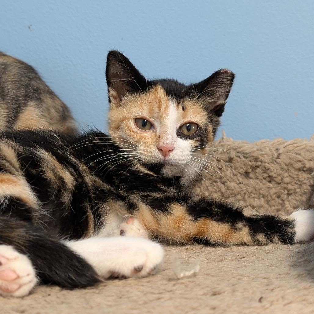 Bloom, a Adoptable Domestic Short Hair in Milford, IA image 5/5