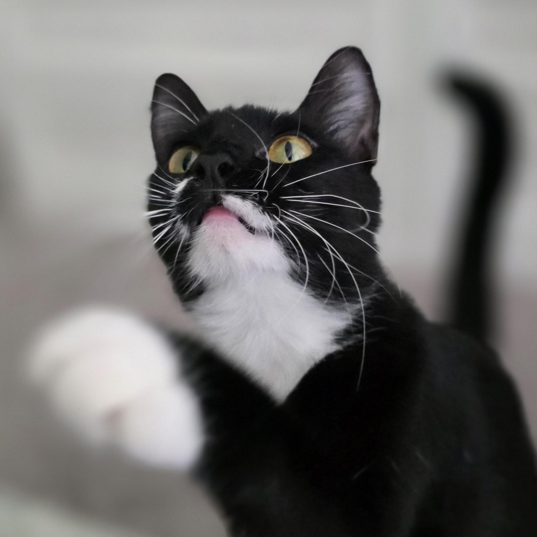 Enlarge Bella, a Adoptable mixed breed in Boise, ID image 3/6