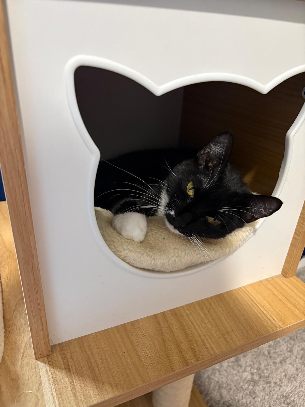 Bella, Adoptable, Young Female Domestic Short Hair & Tuxedo.