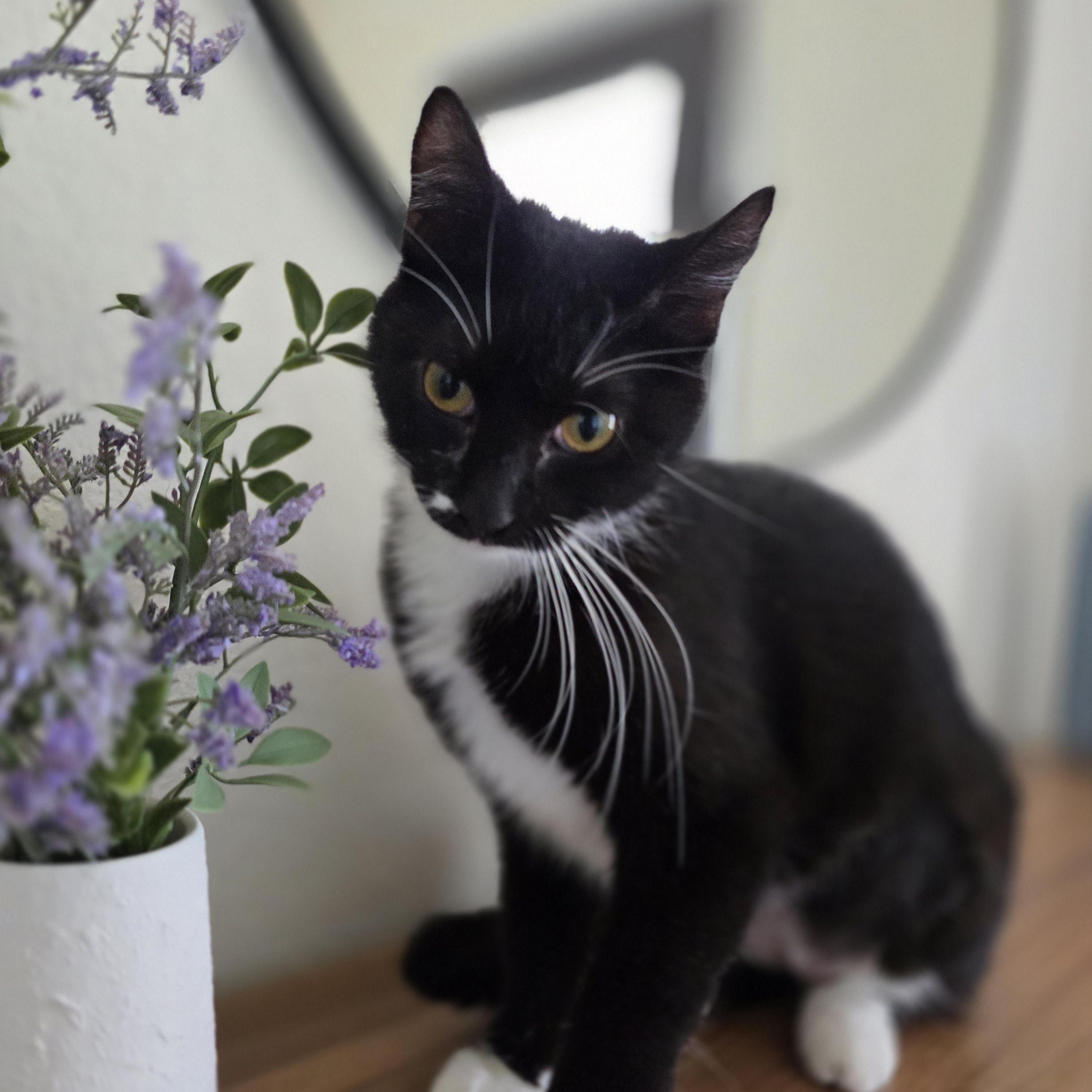 Enlarge Bella, a Adoptable mixed breed in Boise, ID image 5/6