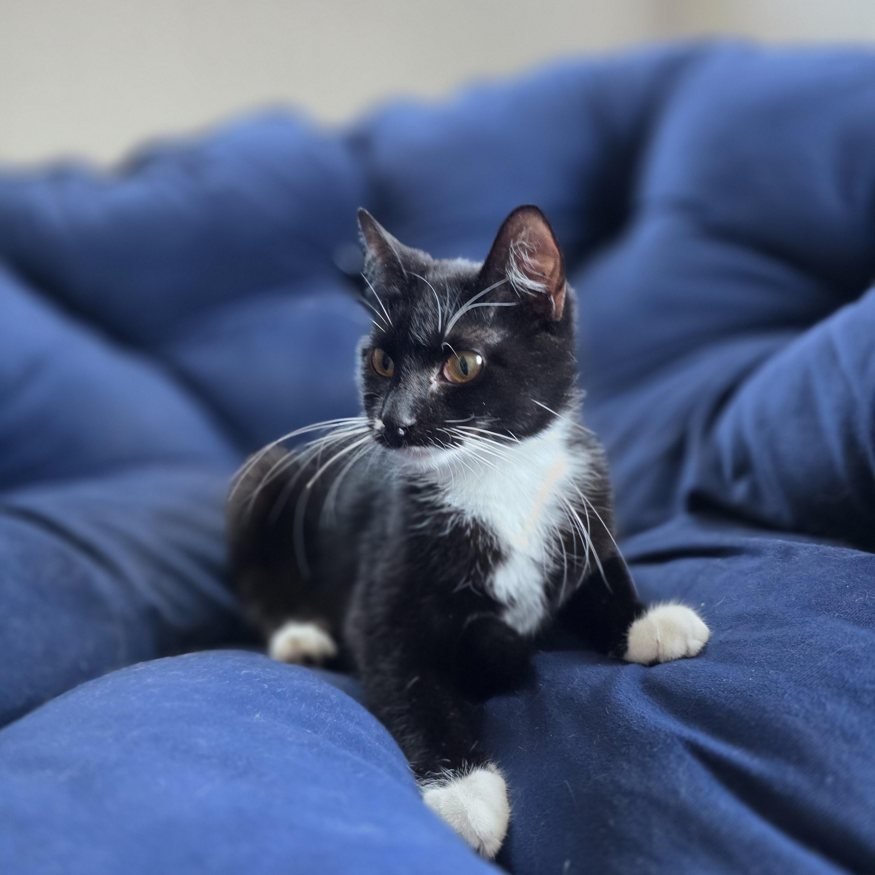 Enlarge Bella, a Adoptable mixed breed in Boise, ID image 6/6