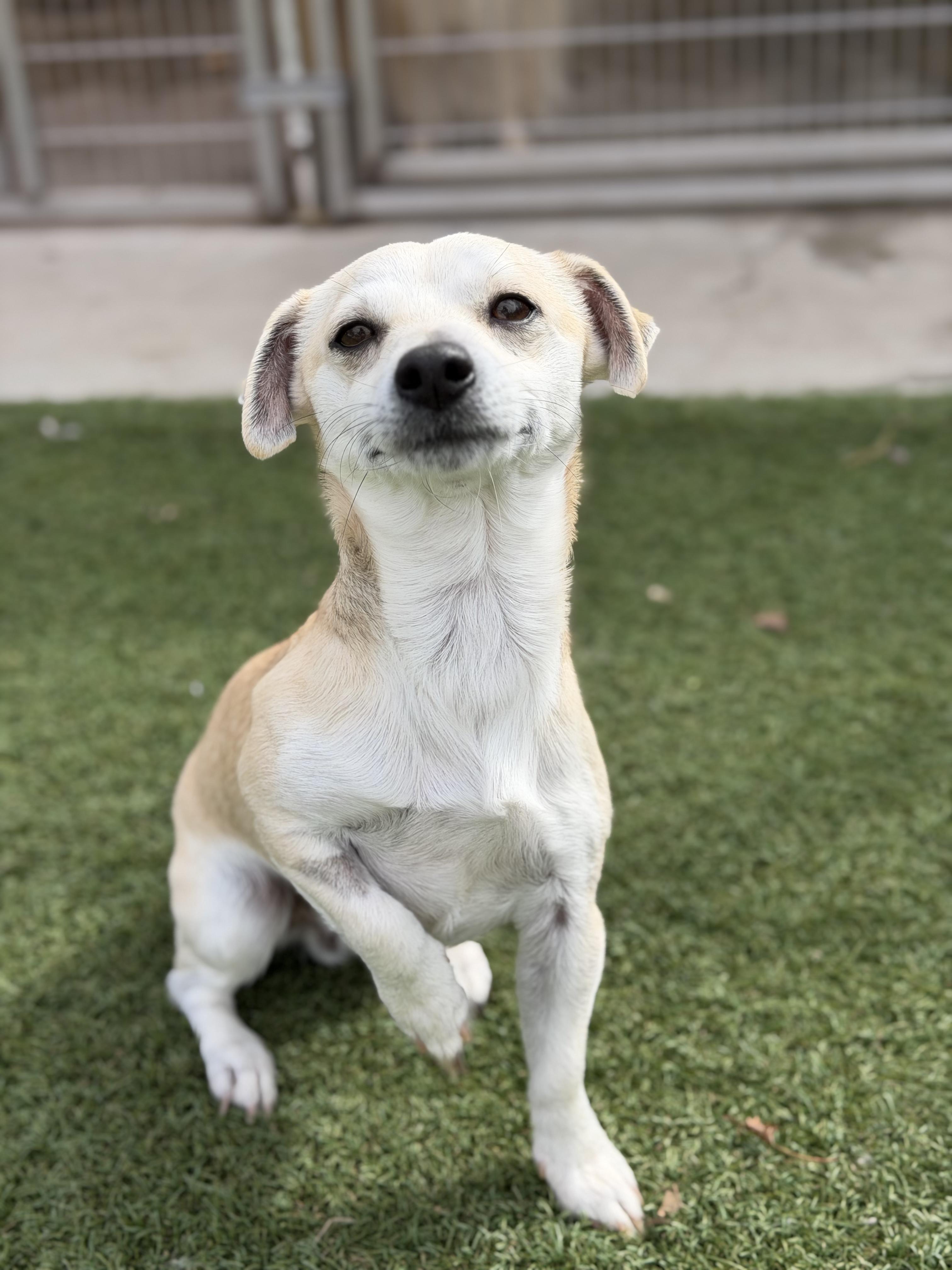 Enlarge Tigger, an adopted Chihuahua in Auburn, NE image 3/5