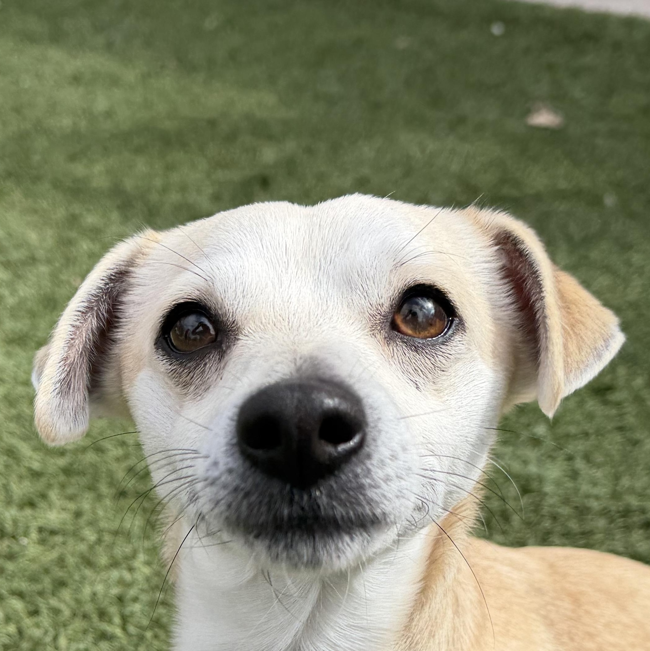 Tigger, adopted, Young Male Chihuahua.