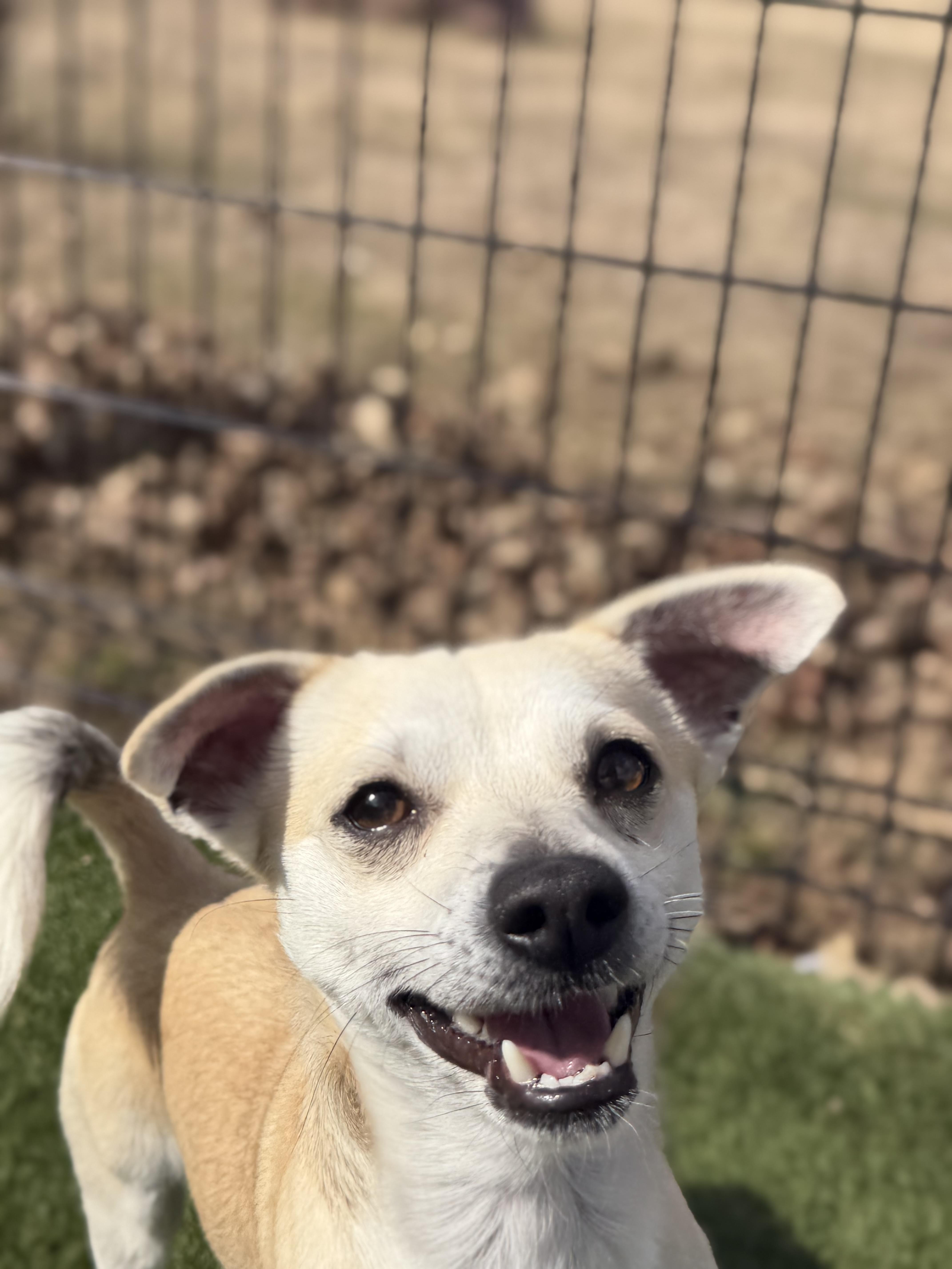 Enlarge Tigger, an adopted Chihuahua in Auburn, NE image 2/5