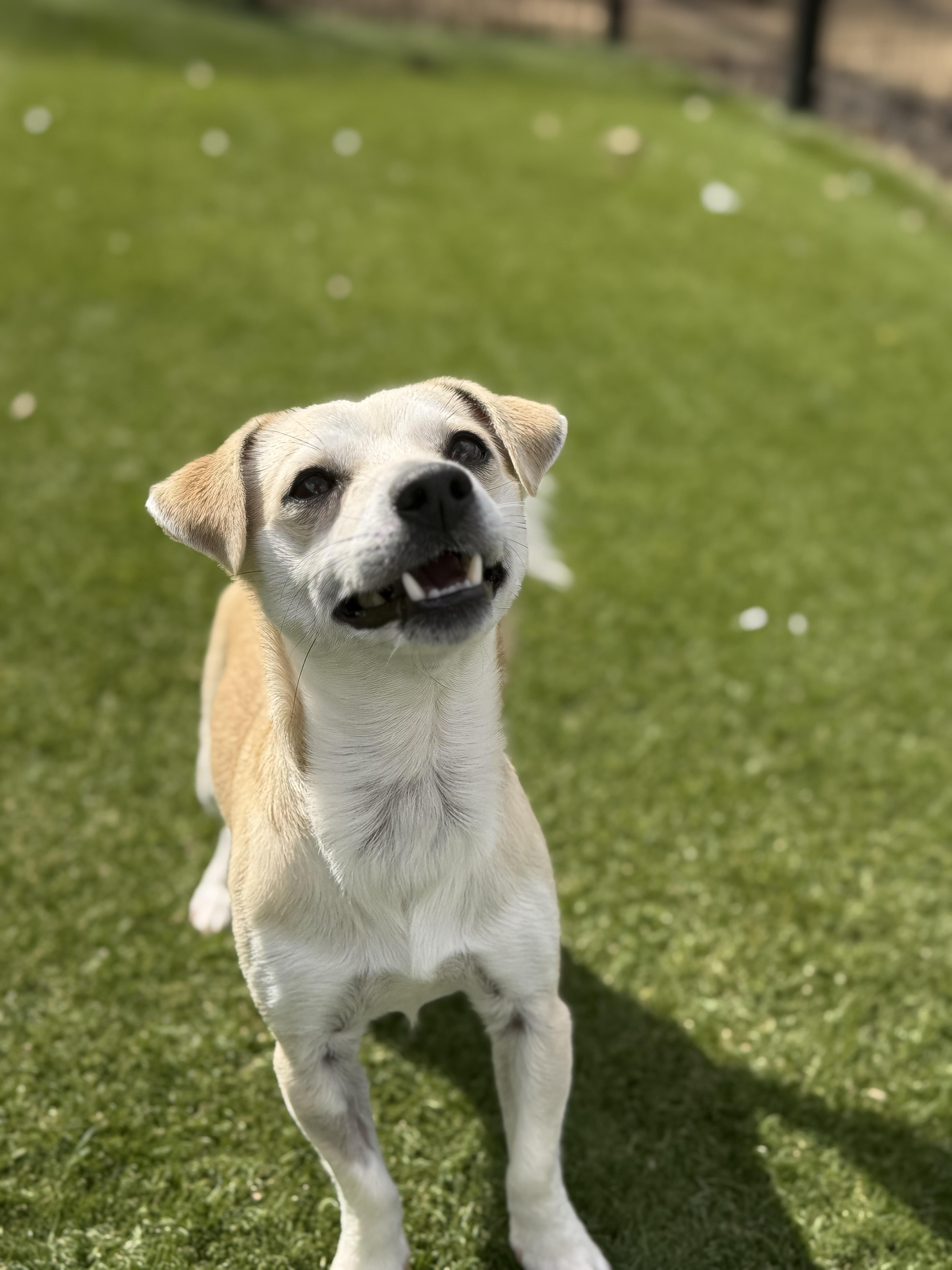 Enlarge Tigger, an adopted Chihuahua in Auburn, NE image 5/5