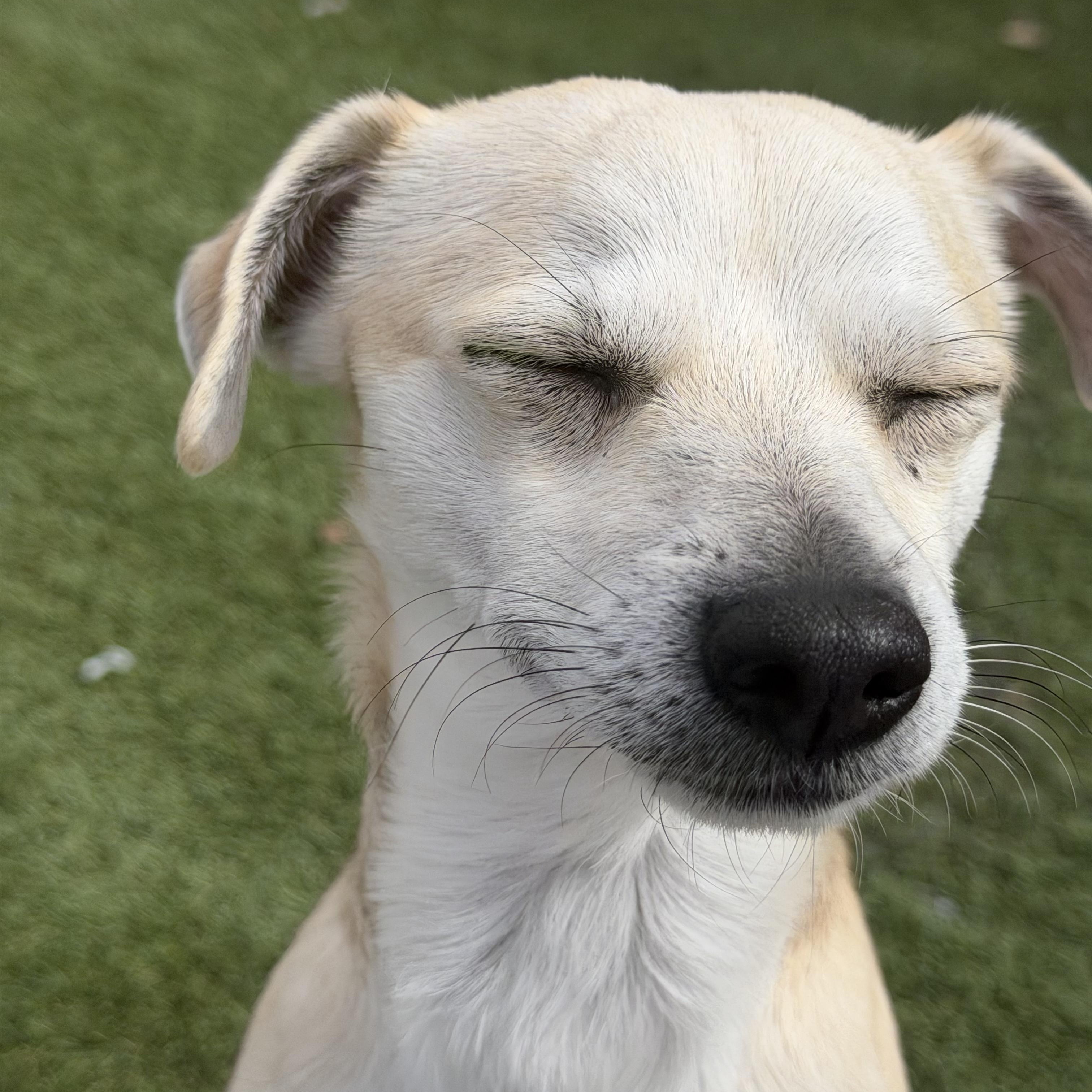 Enlarge Tigger, an adopted Chihuahua in Auburn, NE image 4/5