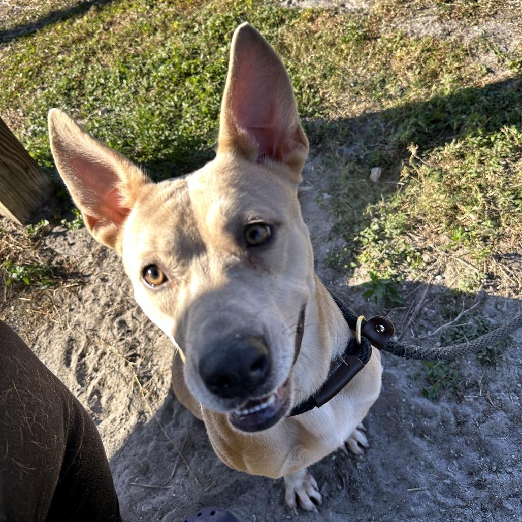 Alice, Adoptable, Adult Female Mixed Breed.