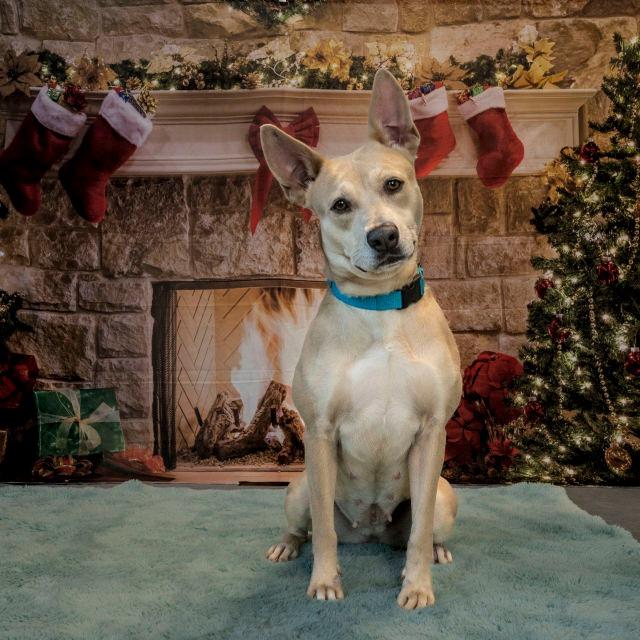 Enlarge Alice, a Adoptable Mixed Breed in Clearwater, FL image 2/4